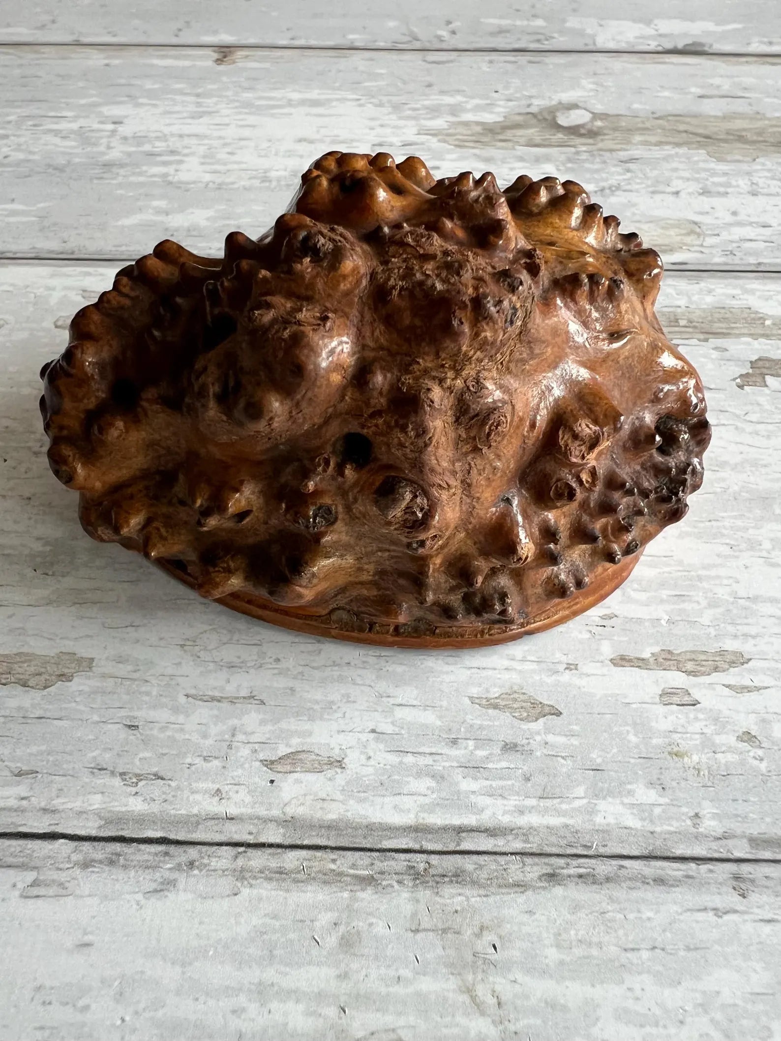 Scottish Burr Root Snuff Mull Newfoundland Dog C 1850's AF