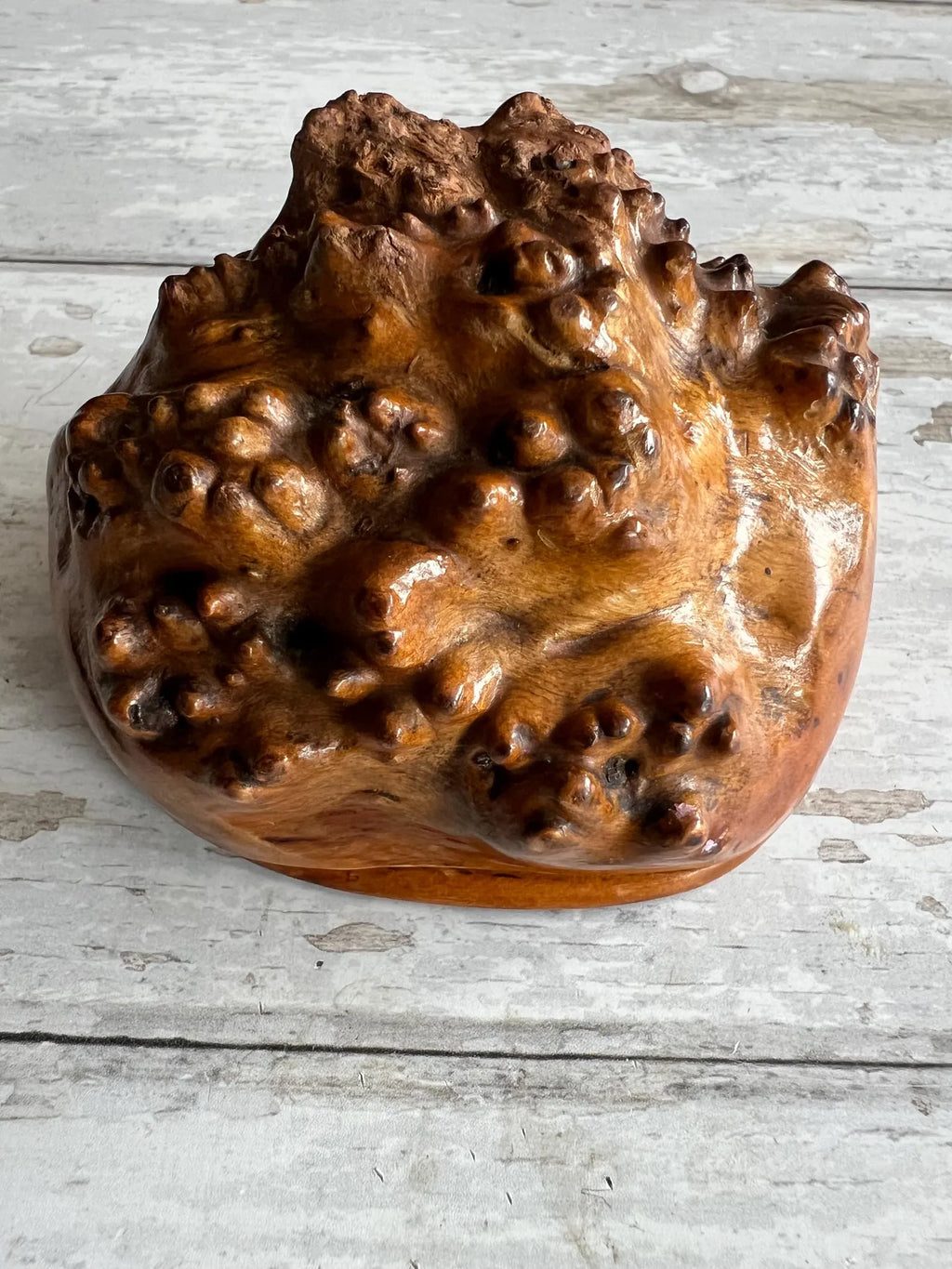 Scottish Burr Root Snuff Mull Newfoundland Dog C 1850's AF