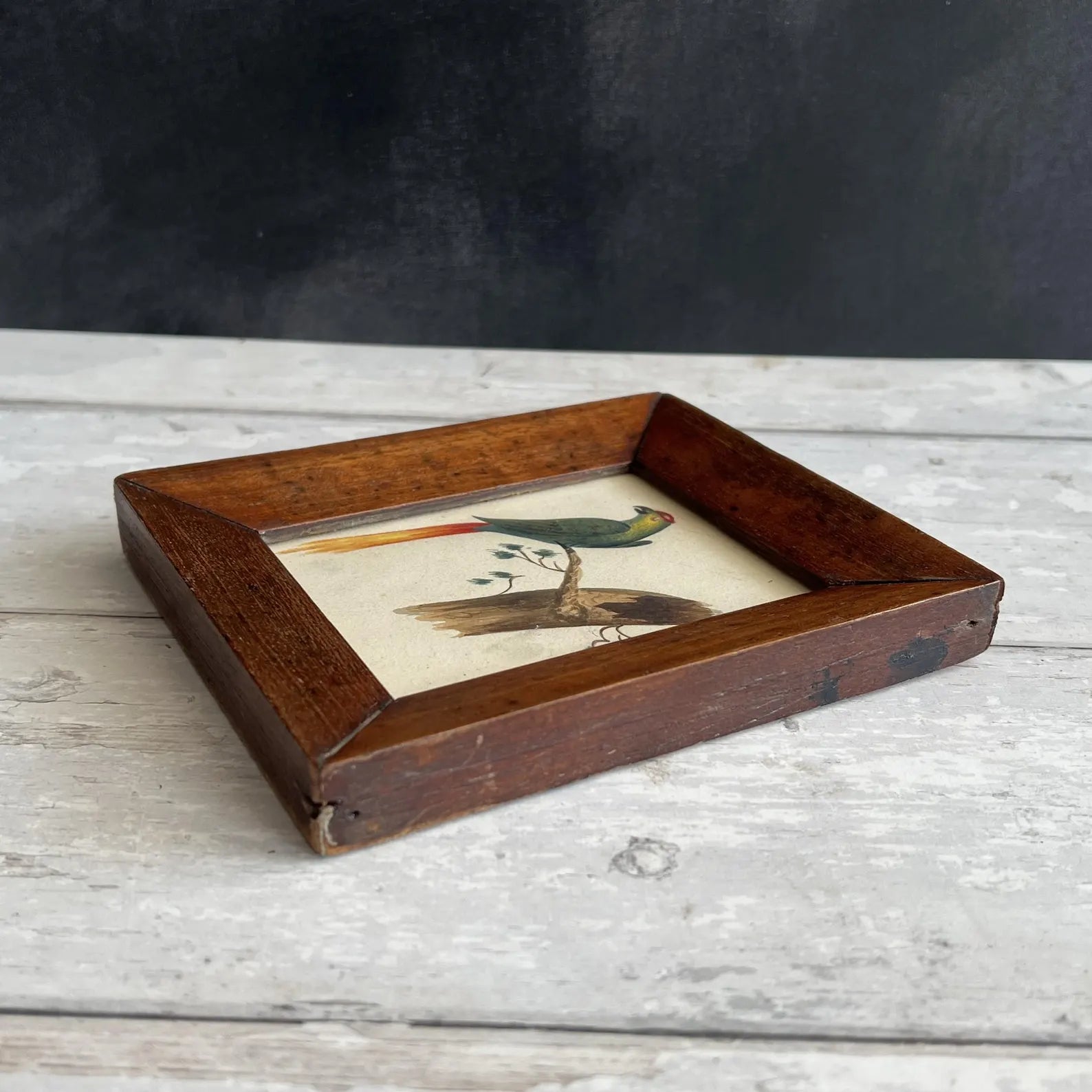 19th Century Miniature Bird Painting Parakeet Parrot Watercolour C 1850