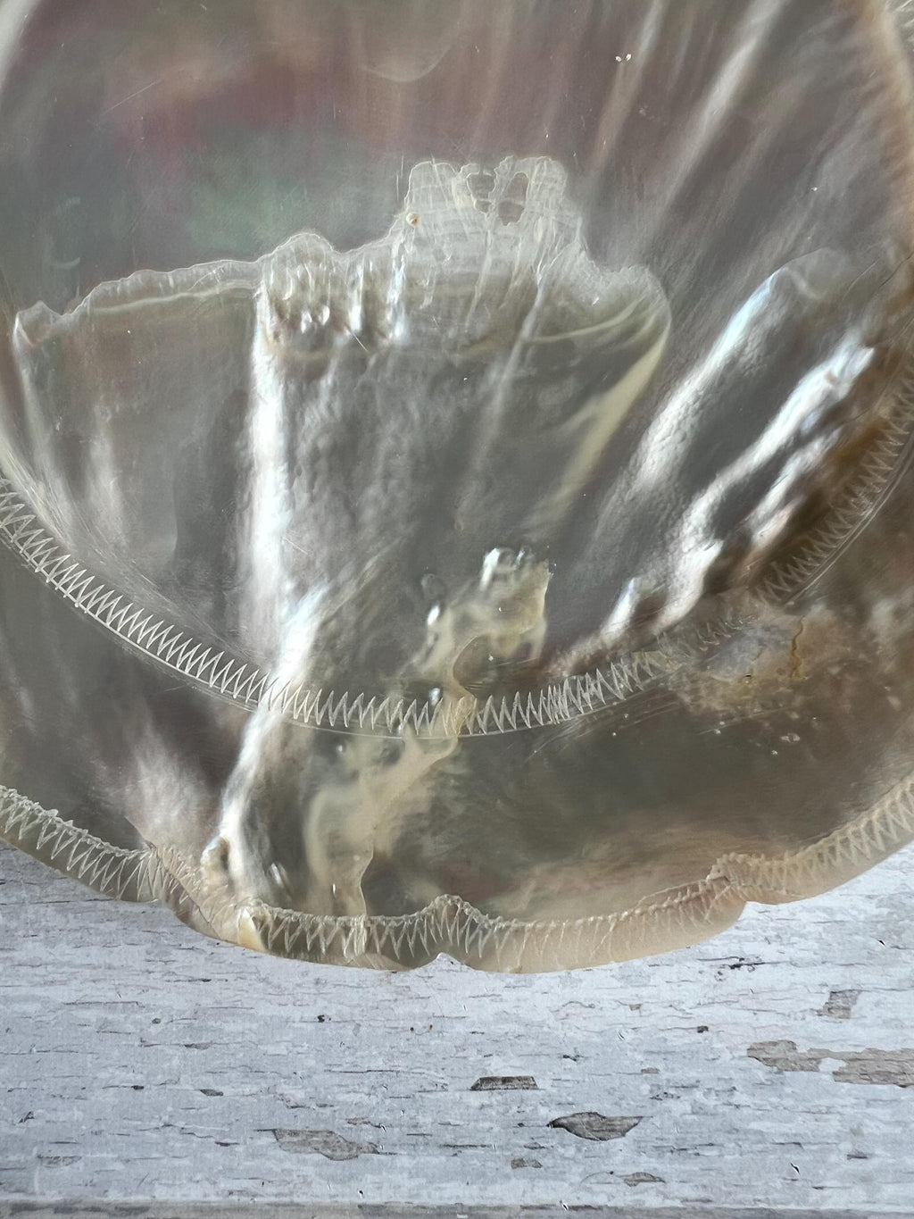 Mother of Pearl Dish Hand Carved 19th Century Circa 1890