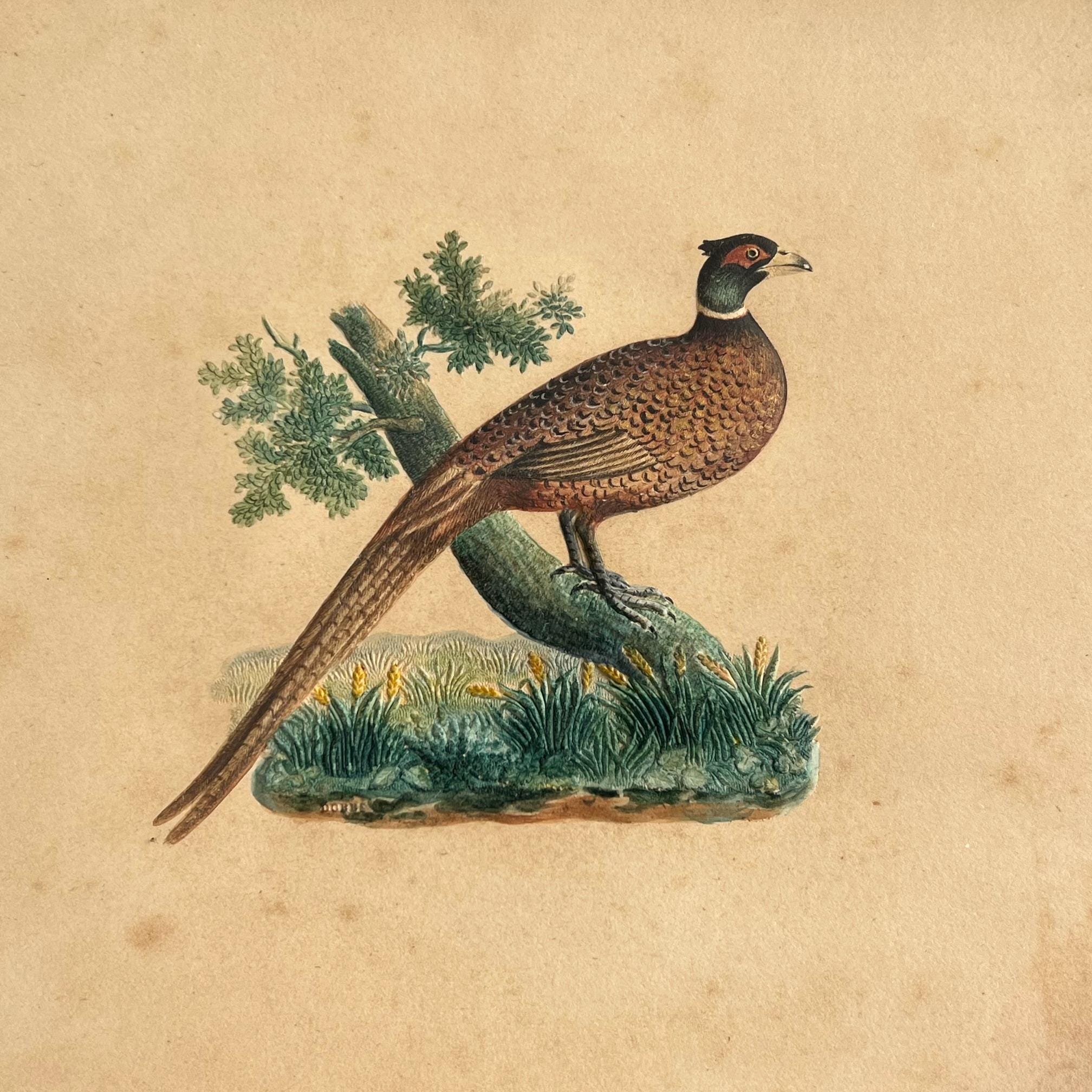 19th Century Bird Picture Embossed Paper Pheasant By Dobbs of London Circa 1830