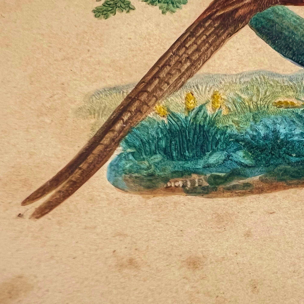 19th Century Bird Picture Embossed Paper Pheasant By Dobbs of London Circa 1830