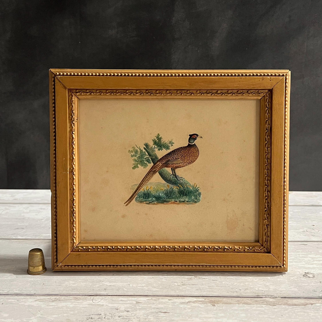 19th Century Bird Picture Embossed Paper Pheasant By Dobbs of London Circa 1830