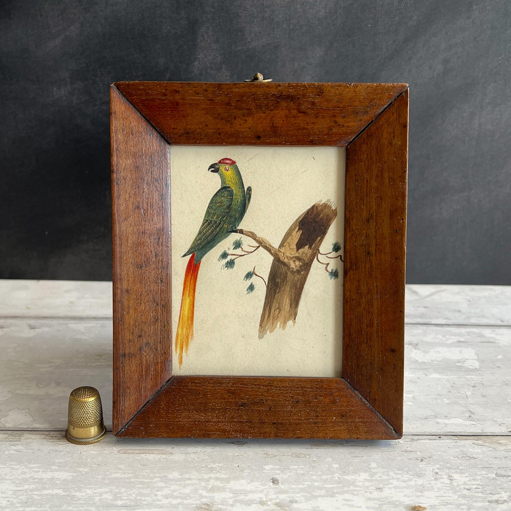 19th Century Miniature Bird Painting Parakeet Parrot Watercolour C 1850