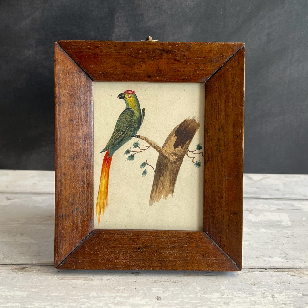 19th Century Miniature Bird Painting Parakeet Parrot Watercolour C 1850