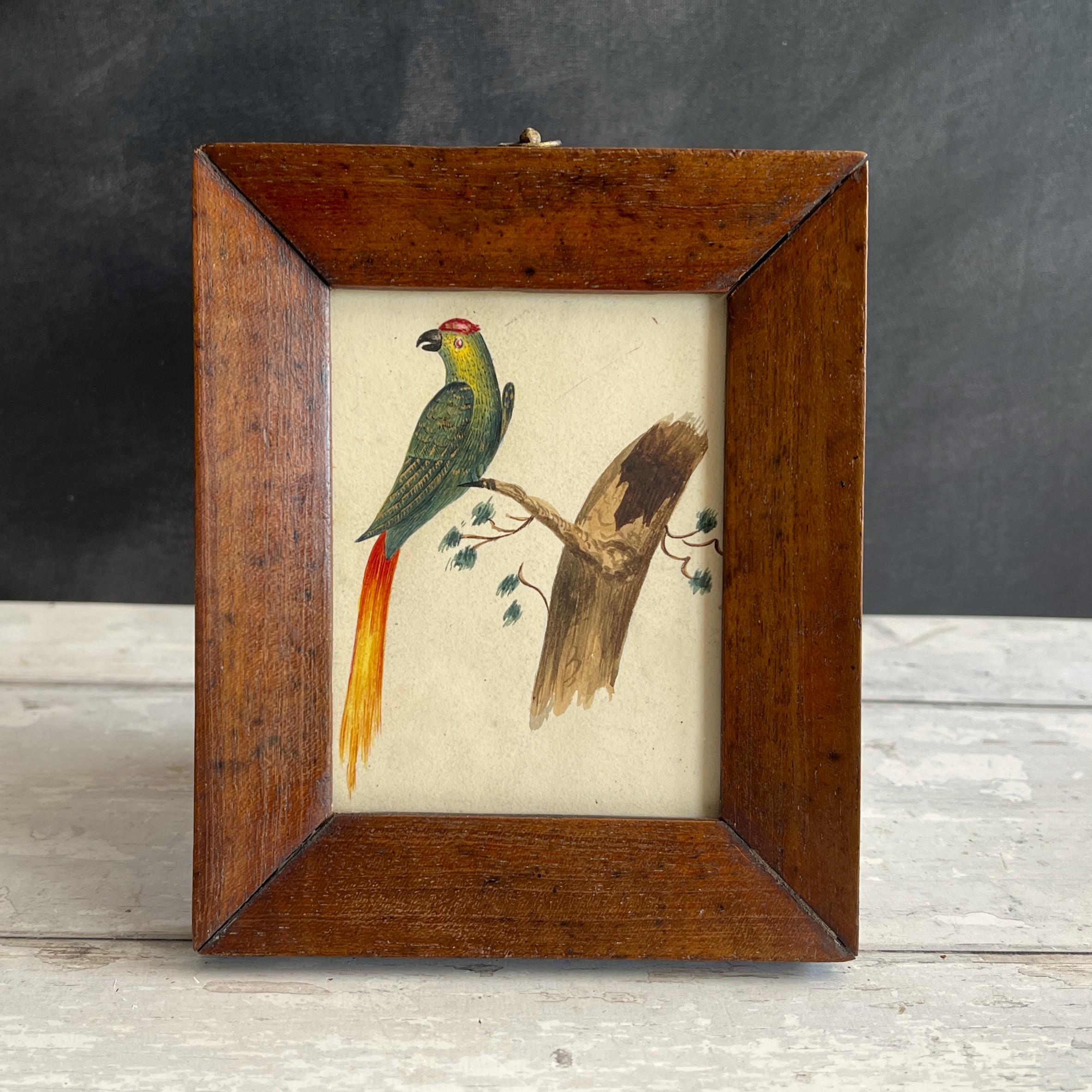 19th Century Miniature Bird Painting Parakeet Parrot Watercolour C 1850