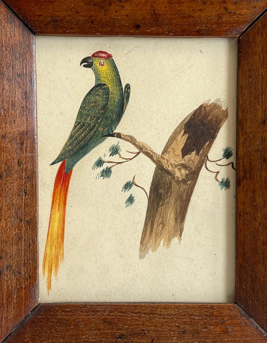 19th Century Miniature Bird Painting Parakeet Parrot Watercolour C 1850