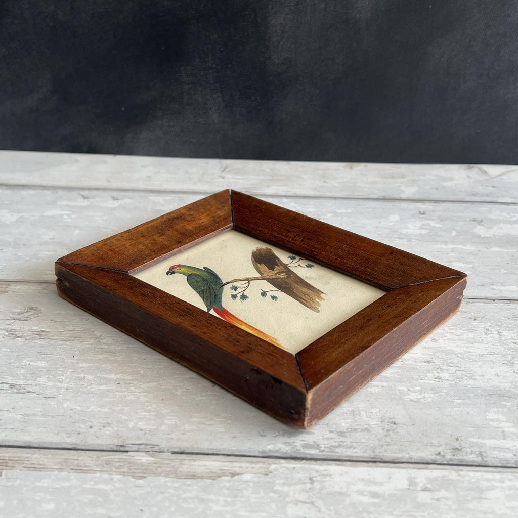 19th Century Miniature Bird Painting Parakeet Parrot Watercolour C 1850