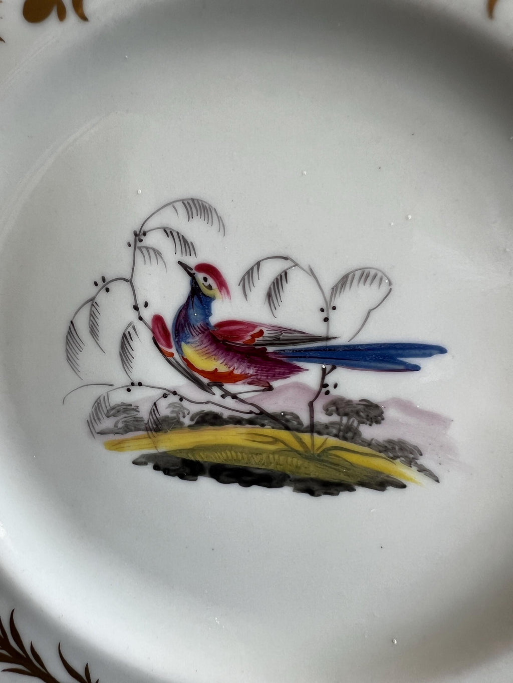 Chamberlain Worcester Porcelain Plate Exotic Bird C 1815