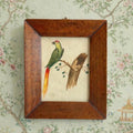 19th Century Miniature Bird Painting Parakeet Parrot Watercolour C 1850
